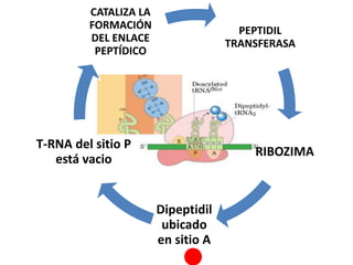 PEPTIDIL
TRANSFERASA
RIBOZIMA
Dipeptidil
ubicado
en sitio A
T-RNA del sitio P
está vacio
CATALIZA LA
FORMACIÓN
DEL ENLACE
PEPTÍDICO
 