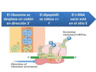 El ribosoma se
desplaza un codón
en dirección 3`
El dipeptidil
se coloca en
P
El t-RNA
vacio está
en el sitio E
 