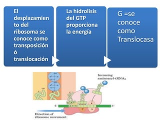 El
desplazamien
to del
ribosoma se
conoce como
transposición
ó
translocación
La hidrolisis
del GTP
proporciona
la energía
G =se
conoce
como
Translocasa
 