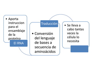 • Aporta
instruccion
para el
ensamblaje
de la
proteína
El RNA
• Conversión
del lenguaje
de bases a
secuencia de
aminoácidos
Traducción • Se lleva a
cabo tantas
veces la
célula lo
necesita
 