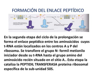 FORMACIÓN DEL ENLACE PEPTÍDICO
En la segunda etapa del ciclo de la prolongación se
forma el enlace peptídico entre los aminoácidos cuyos
t-RNA están localizados en los centros A y P del
ribosoma. Se transfiere el grupo N- formil metionilo
iniciador desde su t-RNA hasta el grupo amino del
aminoácido recién situado en el sitio A.. Esta etapa la
cataliza la PEPTIDIL TRANSFERASA proteína ribosomal
específica de la sub-unidad 50S.
 