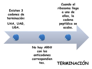 Existen 3
codones de
terminación:
UAA, UAG,
UGA.
No hay ARNt
con los
anticodones
correspondien
tes.
Cuando el
ribosoma llega
a uno de
ellos, la
cadena
peptídica se
acaba.
TERMINACIÓN
 