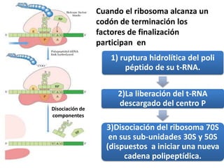 Disociación de
componentes
1) ruptura hidrolítica del poli
péptido de su t-RNA.
2)La liberación del t-RNA
descargado del centro P
3)Disociación del ribosoma 70S
en sus sub-unidades 30S y 50S
(dispuestos a iniciar una nueva
cadena polipeptídica.
Cuando el ribosoma alcanza un
codón de terminación los
factores de finalización
participan en
 