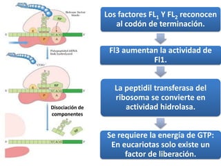 Disociación de
componentes
Los factores FL1 Y FL2 reconocen
al codón de terminación.
Fl3 aumentan la actividad de
Fl1.
La peptidil transferasa del
ribosoma se convierte en
actividad hidrolasa.
Se requiere la energía de GTP:
En eucariotas solo existe un
factor de liberación.
 