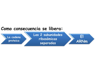 La cadena
proteica
Las 2 subunidades
ribosómicas
separadas
El
ARNm
Como consecuencia se libera:
 