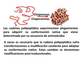 Las cadenas polipeptídica experimentan plegamientos
para adquirir su conformación nativa que viene
determinada por su secuencia de aminoácidos
Chaperonas
Chaperoninas
A veces es necesario que la cadena polipeptídica sufra
transformaciones o modificación covalente para adoptar
su conformación nativa. Estos cambios se denominan
modificaciones post-traduccionales.
 