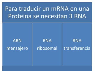 Para traducir un mRNA en una
Proteina se necesitan 3 RNA
ARN
mensajero
RNA
ribosomal
RNA
transferencia
 