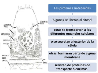 Las proteínas sintetizadas
Algunas se liberan al citosol
otras se transportan a los
diferentes organelos celulares
ó se secretan al exterior de la
célula
otras formaran parte de alguna
membrana
servirán de proteínas de
transporte ó enzimas.
 