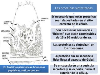 Las proteínas sintetizadas
Es necesario que estas proteínas
sean depositadas en el sitio
correcto de la célula.
Son necesarias secuencias
“lideres” que están constituidos
de 15 a 30 residuos de aa.
Las proteínas se sintetizan en
los ribosomas.
La proteína sin su secuencia
líder llega al aparato de Golgi.
Se encapsula en una vesícula
secretora y se exporta hacia el
exterior de la célula.
Ej. Proteínas plasmáticas, hormonas
peptídicas, anticuerpos, etc.
 