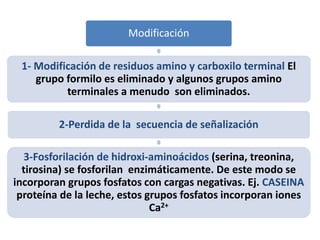 Modificación
1- Modificación de residuos amino y carboxilo terminal El
grupo formilo es eliminado y algunos grupos amino
terminales a menudo son eliminados.
2-Perdida de la secuencia de señalización
3-Fosforilación de hidroxi-aminoácidos (serina, treonina,
tirosina) se fosforilan enzimáticamente. De este modo se
incorporan grupos fosfatos con cargas negativas. Ej. CASEINA
proteína de la leche, estos grupos fosfatos incorporan iones
Ca2+
 