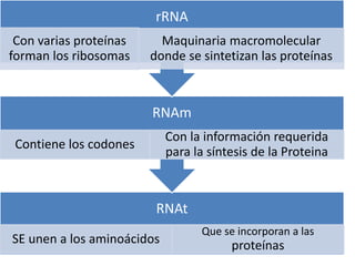 RNAt
SE unen a los aminoácidos
Que se incorporan a las
proteínas
RNAm
Contiene los codones
Con la información requerida
para la síntesis de la Proteina
rRNA
Con varias proteínas
forman los ribosomas
Maquinaria macromolecular
donde se sintetizan las proteínas
 