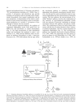 490 J.A. Tillman et al. / Insect Biochemistry and Molecular Biology 29 (1999) 481–514
(ipsenol and ipsdienol) from [1-14
C]acetate and (RS)-[2-
14
C]- mevalonolactone (Seybold et al., 1995b). Thus, A.
grandis, C. ferrugineus, and selected Ips spp. provide
examples of Coleoptera with two possible routes of pher-
omone biosynthesis, host terpene modiﬁcation and de
novo production. A determination of the relative contri-
butions of each of these biosynthetic routes to total pher-
omone production in A. grandis, C. ferrugineus, or Ips,
although of interest, has not occurred.
In the classical isoprenoid pathway, the synthesis of
isopentenyl diphosphate occurs from acetyl–CoA via
HMG–CoA and mevalonate as central intermediates
(Fig. 3). The high incorporation of both radiolabeled
acetate and mevalonate into ipsdienol in male I. pini
(Tillman et al., 1998) and the inhibitory effect of com-
pactin on ipsdienol biosynthesis in male I. duplicatus
(Ivarsson et al., 1993) both indicate that Ips spp. utilize
Fig. 3. Coleopteran pheromone biosynthetic pathways as exempliﬁed for Ips spp. [e.g. Ips pini (Say)] and acyclic monoterpenoid (ipsdienol)
pheromone biosynthesis (Tillman et al., 1998). The classical mevalonate-based isoprenoid pathway is regulated by juvenile hormone III (JH III)
at enzymatically catalyzed steps prior to mevalonate. Feeding on host Pinus spp. phloem induces synthesis of JH III by the corpora allata. Hypotheti-
cally, in Ips spp., isopentenyl diphosphate, the key C5 intermediate, is synthesized from mevalonate, whereas in plants and bacteria, isopentenyl
diphosphate is synthesized from glyceraldehyde 3-phosphate and pyruvate (GAP/pyruvate pathway). The comparative biochemical steps from
geranyl diphosphate to monoterpenes in plants (e.g. Abies spp. or Pinus spp.) and to monoterpene alcohols in Ips spp. merit further investigation.
the mevalonate pathway to synthesize isopentenyl
diphosphate and ultimately monoterpene alcohols. How-
ever, over the past ﬁve years an alternative route to isop-
entenyl diphosphate has been demonstrated in biological
systems. This new pathway, the non-mevalonate or so-
called “Rohmer” pathway, involves the condensation of
one molecule of glyceraldehyde-3-phosphate (GAP)
with one molecule of pyruvate, indicating an intimate
association between this pathway and glucose metab-
olism. The condensation of these two three-carbon units
occurs with the loss of carbon dioxide to form 1-deoxy-
d-xylulose-5-phosphate, with the eventual formation of
isopentenyl diphosphate (Fig. 3). This GAP/pyruvate
pathway was originally discovered in bacteria (Rohmer
et al. 1993, 1996), but surprisingly has been shown to
prevail in plants as well (Schwender et al. 1996, 1997;
Lichtenthaler et al., 1997a,b; Zeidler et al., 1997). In
 