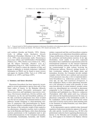 503J.A. Tillman et al. / Insect Biochemistry and Molecular Biology 29 (1999) 481–514
Fig. 7. Proposed model for PBAN-mediated stimulation of pheromone biosynthesis at the pheromone gland in the female corn earworm, Helicov-
erpa zea (adapted from Jurenka and Roelofs, 1993; Roelofs, 1995; Roelofs and Jurenka, 1997).
acid synthesis (Jurenka and Roelofs, 1993). Alterna-
tively, in cabbage worm, Spodoptera littoralis
(Boisduval) (Noctuidae) (Martinez et al., 1990; Marco
et al., 1997), pine processionary moth, Thaumetopoea
pityocampa (Denis and Schiffermu
¨
ller) (Notodontidae)
(Fabrias et al., 1995), Bombyx mori (Arima et al., 1991),
and the tobacco hornworm, Manduca sexta (L.)
(Sphingidae) (Fang et al., 1996; Tumlinson et al., 1997),
PBAN was found to control the reduction of fatty acyl
groups to aldehydes or alcohols (reductase). Additional
information on PBAN can be found in recent reviews
and papers by Jurenka (1996), Teal et al. (1996) and
Rafaeli et al. (1997), and Raina (1997).
4. Summary and future directions
Pheromone biosynthesis has been intensively investi-
gated in several representative species from each of four
major orders of insects. In the Blattodea (Blattella
germanica), Diptera (Drosophila melanogaster and
Musca domestica), and Lepidoptera (Agyrotaenia veluti-
nana, Choristoneura fumiferana, Ostrinia nubilalis, and
Trichoplusia ni), the site and biosynthetic pathways of
the fatty acid-derived pheromones have been revealed
over the last two decades. The dominant themes in these
pathways include elongation or chain-shortening reac-
tions in conjunction with functionalization by desatu-
ration and/or reductive modiﬁcations of the carbonyl car-
bon. Because of the molecular weight of their respective
sex pheromones, elongation reactions tend to predomi-
nate in the Blattodea and Diptera, while chain-shortening
reactions predominate in the Lepidoptera [and in Apis
mellifera(Hymenoptera)]. In the Coleoptera (Cucujidae,
Curculionidae, Scarabaeidae, Scolytidae, and Tenebri-
onidae), isoprenoid and fatty acid biosynthesis comprise
the principal de novo pheromone biosynthetic pathways.
Unique modiﬁcations of these routes include stereospec-
iﬁc cyclization and hydroxylation reactions. In Ips spp.
(Scolytidae), recent studies of de novo isoprenoid
biosynthesis have established an experimental system for
monoterpenoid production via the classical isoprenoid
(acetate/mevalonate) pathway that provides an interest-
ing counterexample to plant systems involving the
GAP/pyruvate pathway. However, perhaps because of
their evolutionary radiation with higher plants and
tremendous diversity, the Coleoptera provide multiple
examples where both de novo synthesis and conversion
of host precursors may play a role in isoprenoid phero-
mone biosynthesis (e.g. Anthonomus grandis, Dendroc-
tonus spp., Ips spp., and Cryptolestes ferrugineus). A
ﬁnal comparative theme in insect pheromone biosynth-
esis is the utilization of amino acids (possibly in some
cases host-derived). In certain instances, aromatic amino
acids (e.g. phenylalanine) are converted to pheromone
components in the Coleoptera (e.g. Scarabaeidae and
Scolytidae) and Lepidoptera [e.g. Mamestra conﬁgurata
(Noctuidae)], while other amino acids (e.g. isoleucine
and valine) are the hypothesized precursors for many sex
pheromone components of the melolonthine scarabs. In
the Lepidoptera, carbon skeletons derived from amino
acids such as leucine can be used as chain initiating units
in the formation of methyl-branched, acyl chain phero-
mone components.
In the representative species studied to date, hormonal
regulation of pheromone production appears to be gener-
ally order speciﬁc. Juvenile hormone (e.g. JH III) is the
predominant endocrine factor regulating pheromone pro-
duction in the Blattodea and Coleoptera; ecdysteroids
(e.g. 20-E) appear to be limited to the Diptera; whereas
 