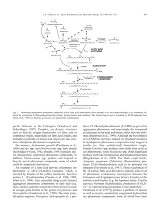 487J.A. Tillman et al. / Insect Biochemistry and Molecular Biology 29 (1999) 481–514
Fig. 2. Blattodean pheromone biosynthetic pathways utilize fatty acid biosynthesis from malonyl–CoA and methylmalonyl–CoA substrates fol-
lowed by cytochrome P-450-mediated decarboxylation, hydroxylation, and oxidation. The hydroxylation step is regulated by JH III (adapted from
Chase et al., 1992 for Blattella germanica sex pheromone components).
peciﬁc behavior in the Coleoptera (Vanderwel and
Oehschlager, 1987). Complex, yet diverse, structures
such as bicyclic oxygen heterocycles (of fatty acid or
isoprenoid origin), macrolides (of fatty acid origin), and
aromatics (generally of amino acid origin) are also com-
mon coleopteran pheromone components.
For instance, Anthonomus grandis (Tumlinson et al.,
1969) and Ips spp. and Dendroctonus spp. bark beetles
(Scolytidae) (Wood, 1982; Borden, 1985) typically util-
ize monoterpene isoprenoid pheromone compounds. In
addition, Dendroctonus spp. produce and respond to
bicyclic acetal pheromone compounds, some of which
could be isoprenoid derivatives.
An example of a fatty-acid-derived coleopteran sex
pheromone is (R)-(+)-4-methyl-1-nonanol, which is
secreted by females of the yellow mealworm, Tenebrio
molitor L. (Tenebrionidae) (Tanaka et al. 1986, 1989;
Islam et al., 1999). Also, macrolide (large cyclic lactone)
aggregation pheromone components of fatty acid (e.g.
oleic, linoleic, palmitic) origin have been shown to occur
in cucujid grain beetles in the genera Cryptolestes and
Oryzaephilus (Vanderwel et al., 1990). The male scoly-
tid spruce engraver, Pityogenes chalcographus (L.), pro-
duces E2,Z4-methyldecadienoate (E,Z-MD) as part of its
aggregation pheromone, and surprisingly this compound
accumulates in the head and thorax rather than the abdo-
men (Birgersson et al., 1990). Although the biosynthesis
of E,Z-MD has not been studied, its structural similarity
to lepidopteran pheromone components may suggest a
similar (i.e. fatty acid-derived) biosynthetic origin.
Female Limonius spp. produce short-chain fatty acids as
sex pheromones, while Melanotus spp. (both Elateridae)
produce moth-like tetradecenals and tetradecenylacetates
(Borg-Karlson et al., 1988). The black carpet beetle,
Attagenus megatoma (Fabricius) (Dermestidae), pro-
duces E3,Z5-tetradecadienoic acid as its principal sex
attractant (Silverstein et al., 1967). These occurrences of
the 14-carbon fatty acid derivatives indicate some level
of pheromone evolutionary convergence between the
Coleoptera and Lepidoptera (see below). Females of the
ruteline scarab beetles [e.g. the Japanese beetle, Popillia
japonica Newman (Scarabaeidae), production of (R,Z)-
5-(Ϫ)-(1-decenyl)oxacyclopentan-2-one=japonilure;
Tumlinson et al. (1977)] produce a plethora of lactone
as well as acyclic, unsaturated, oxygenated hydrocarbon
sex pheromone components, some of which have been
 