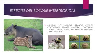ESPECIES DEL BOSQUE INTERTROPICAL
 ABUNDAN LOS MONOS, GRANDES REPTILES,
COCODRILOS, LEONES, PANTERAS, COTORRAS,
TUCANES, SIMIOS, PEREZOSOS, ARDILLAS, INSECTOS,
ARACNIDOS, ETC…
 