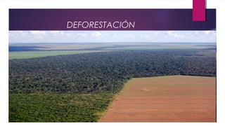 DEFORESTACIÓN
 