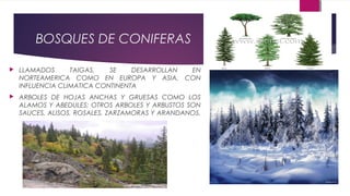 BOSQUES DE CONIFERAS
 LLAMADOS TAIGAS, SE DESARROLLAN EN
NORTEAMERICA COMO EN EUROPA Y ASIA, CON
INFLUENCIA CLIMATICA CONTINENTA
 ARBOLES DE HOJAS ANCHAS Y GRUESAS COMO LOS
ALAMOS Y ABEDULES; OTROS ARBOLES Y ARBUSTOS SON
SAUCES, ALISOS, ROSALES, ZARZAMORAS Y ARANDANOS.
 