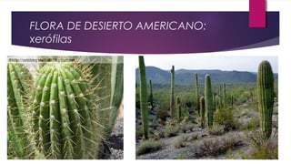 FLORA DE DESIERTO AMERICANO:
xerófilas
 