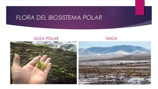 FLORA DEL BIOSISTEMA POLAR
ALGA POLAR TAIGA
 