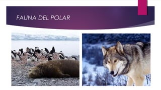 FAUNA DEL POLAR
 