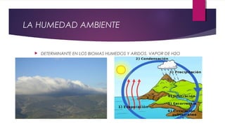 LA HUMEDAD AMBIENTE
 DETERMINANTE EN LOS BIOMAS HUMEDOS Y ARIDOS. VAPOR DE H2O
 