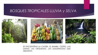 BOSQUES TROPICALES LLUVIA y SELVA
SE ENCUENTRAN LA CAOBA, EL BAMBU, CEDRO, LAS
LIANAS, LAS ORQUIDEAS, LAS LEGUMINOSAS QUE
ABUNDAN.
 