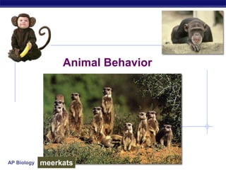 AP Biology
Animal Behavior
meerkats
 