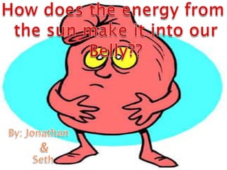How does the energy from  the sun make it into our Belly?? By: Jonathan & Seth 