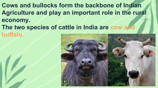 Cows and bullocks form the backbone of Indian
Agriculture and play an important role in the rural
economy.
The two species...