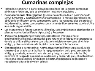 Cumarinas complejasTambién se originan a partir del ácido shikímico las llamadas cumarinaspiránicas y furánicas, que se dividen en lineales y angulares  .Furanocumarina: El bergapteno(psorolenometoxilado en posición 5) de Citrus bergamia y posteriormente la xantotoxina(8 metoxipsoroleno); en 1940 se identificaron estos compuestos como los responsables de producir fotodermatitis, estos compuestos son altamente fluorescentes bajo luz UV y aun en la región visible.Los Psoralenos o furanocumarinaslineales, son ampliamente distribuidas en plantas  como: Umbeliferae(Apiaceae) y Rutaceae.Psoraleno, bergapteno (visnagina), xantotoxina (metoxaleno) e isopimpinelina (kelina), son usadas para ratamientofotoquimioterapeutico donde se utiliza el Psoraleno con la luz ultravioleta A –cercana al visible- vitiligo, y otras afecciones de la piel o para producir bronceado.El metoxalenoo xantotoxina:  AmmimajusUmbeliferae(Apiaceae), (apio cimarrón) es usado para facilitar la repigmentación de la piel, en casos de vitiligo y psoriasis, administrado via oral y luego exposición a la luz UV, minimiza el riesgo de quemaduras extremas y cáncer de piel, el metoxaleno reacciona con las bases pirimídicas del DNA inhibiendo la replicación y reduciendo la rata de división celular.