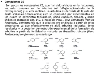 • Compuestos C6
   Son pocos los compuestos C6, que han sido aislados en la naturaleza,
  los más comunes son la arbutina (el β-D-glucopiranósido de la
  hidroquinona) y su éter metílico. La arbutina es derivada de la ruta del
  ácido shikímico→fenilalanina; esto se comprobó por experimentos en
  los cuales se administró fenilalanina, ácido cinámico, tirosina y ácido
  shikímico marcados con 14C, a hojas de Pera, Pyrus communis (familia
  Rosaceae), demostrando que la arbutina era originada a partir de estos
  precursores ya que efectivamente se aisló arbutina radiactiva. Estos
  resultados y la posterior demostración experimental de la formación de
  arbutina a partir de fenilalanina marcada en Grenvillea robusta (Fam.
  Proteaceae) confirmaron este hallazgo.
 
