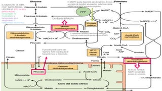 No es una fuente de
NADPH considerable,
excepto en rumiantes
Otra fuente de NADPH
El NADPH queda disponible para lipogénesis. Esta vía es
un medio de transferir equivalentes reductores desde
NADH hacia NADP extramitocondriales.
El piruvato puede usarse para
regenerar Acetil-coa después de
transporte hacia la mitocondria.
El oxaloacetato resultante puede formar malato por
medio de la malato deshidrogenasa enlazada a NADH
EL SUMINISTRO DE ACETIL-
COA Y NADPH PARA LA
LIPOGÉNESIS. (PPP, vía de la
pentosa fosfato; t,
transportador de
tricarboxilato; K,
transportador de α-
cetoglutarato; P,
transportador de piruvato.)
 