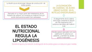La Acetil-coa es el principal bloque de construcción de
ácidos grasos
Derivado en su mayor parte del metabolismo de los
hidratos de carbono, se convierte en malonil-CoA por
acción de la enzima acetil-CoA carboxilasa
LA ELONGACIÓN
DE CADENAS DE ÁCIDO
GRASO SUCEDE EN EL
RETÍCULO ENDOPLÁSMICO
El alargamiento de la cadena
tiene lugar mediante la adición
de más fragmentos de 2
carbonos derivados del malonil -
CoA
Ácidos grasos saturados con una
cadena de 10 carbonos en
adelante, y también los ácidos
grasos insaturados.
Durante el ayuno y la inanición, la elongación de los ácidos grasos se reduce en gran medida.
EL ESTADO
NUTRICIONAL
REGULA LA
LIPOGÉNESIS
 