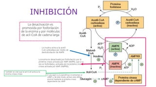 INHIBICIÓN
La desactivación es
promovida por fosforilación
de la enzima y por moléculas
de acil-CoA de cadena larga
La enzima es desactivada por fosforilación por la
proteína cinasa activada por AMP (AMPK), que a su
vez es fosforilada y activada por la proteína cinasa
cinasa activada por AMP (AMPKK).
El glucagón (y la epinefrina) incrementan el
cAMP y, de este modo, activan esta última
enzima mediante la proteína cinasa
dependiente de cAMP
También se cree que la acil-CoA activa a la
enzima cinasa cinasa.
La insulina activa a la acetil-
CoA carboxilasa por medio de
desfosforilación de AMPK
 