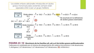Los dobles enlaces adicionales introducidos en ácidos
grasos monoinsaturados existentes siempre están
separados entre sí por un grupo metileno
 