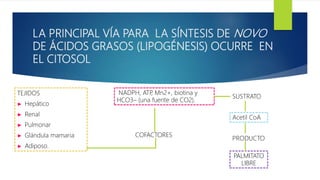 LA PRINCIPAL VÍA PARA LA SÍNTESIS DE NOVO
DE ÁCIDOS GRASOS (LIPOGÉNESIS) OCURRE EN
EL CITOSOL
TEJIDOS
► Hepático
► Renal
► Pulmonar
► Glándula mamaria
► Adiposo.
NADPH, ATP, Mn2+, biotina y
HCO3– (una fuente de CO2).
COFACTORES
SUSTRATO
Acetil CoA
PRODUCTO
PALMITATO
LIBRE
 