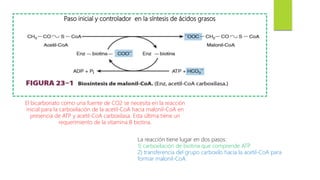 Paso inicial y controlador en la síntesis de ácidos grasos
El bicarbonato como una fuente de CO2 se necesita en la reacción
inicial para la carboxilación de la acetil-CoA hacia malonil-CoA en
presencia de ATP y acetil-CoA carboxilasa. Esta última tiene un
requerimiento de la vitamina B biotina.
La reacción tiene lugar en dos pasos:
1) carboxilación de biotina que comprende ATP
2) transferencia del grupo carboxilo hacia la acetil-CoA para
formar malonil-CoA.
 