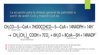 La ecuación para la síntesis general de palmitato a
partir de acetil-CoA y malonil-CoA es:
► La acetil-CoA que se usa como un preparador forma los átomos de carbono 15 y 16 del palmitato.
► La adición de todas las unidades C2 subsiguientes se efectúa mediante la malonil-CoA.
► La propionil-CoA actúa como un preparador para la síntesis de ácidos grasos de cadena larga que tienen un número
impar de átomos de carbono, que se encuentran sobre todo en la grasa y la leche de rumiantes.
Acetil-CoA Malonil-CoA
Ácido Palmítico
Coenzima A
 