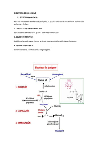 BIOSÍNTESIS DE GLUCÓGENO
1. FOSFOGLUCOMUTASA.
Para ser utilizada en la síntesis de glucógeno, la glucosa-6-fosfato es inicialmente isomerizada
a glucosa-1-fosfato
2. UDP-GLUCOSA PIROFOSFORILASA.
Activación de la molécula de glucosa formando UDP-Glucosa
3. GLUCÓGENO SINTASA.
Adición de la molécula de glucosa activada al extremo de la molécula de glucógeno.
4. ENZIMA RAMIFICANTE.
Generación de las ramificaciones del glucógeno.
 
