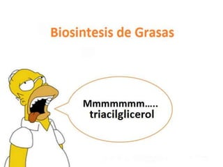Biosíntesis de grasas
 