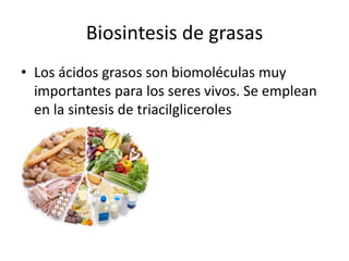Biosintesis de grasas
• Los ácidos grasos son biomoléculas muy
importantes para los seres vivos. Se emplean
en la sintesis de triacilgliceroles
 
