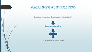 DEGRADACION DE COLAGENO 
Continuo proceso de degradación-resintetización 
Fragmentación inicial 
La acción de radicales libres 
 