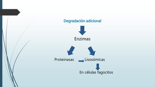 Degradación adicional 
Enzimas 
Proteinasas Lisosómicas 
En células fagocitos 
 