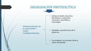 DEGRADACIÓN PROTEOLÍTICA 
• Células de tejido conjuntivo: 
fibroblastos, condrocitos, 
monocitos, neutrófilos y 
macrófagos. 
• Epiteliales: queratinocitos de la 
epidermis 
• Cancerígenas: Las secretan hacia la 
matriz extracelular 
Metaloproteinasas de 
la matriz (MMP = 
matriz 
metalloproteinases) 
 