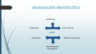DEGRADACIÓN PROTEOLÍTICA 
Gelatinasas 
Colagenasas Estromalisinas 
MMP 
Matrisilinas MMP de membrana 
Metaloelastasas 
macrofágicas 
 
