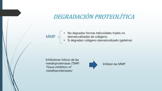 DEGRADACIÓN PROTEOLÍTICA 
• No degradan formas helicoidales triples no 
desnaturalizadas de colágeno. 
• Si degradan colágeno desnaturalizado (gelatina) 
MMP 
Inhibidores hiticos de las 
metaloproteinasas (TIMP: 
Tissue inhibitors of 
metalloproteinases) 
Inhiben las MMP 
 