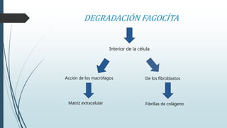 DEGRADACIÓN FAGOCÍTA 
Interior de la célula 
Acción de los macrófagos De los fibroblastos 
Matriz extracelular Fibrillas de colágeno 
 