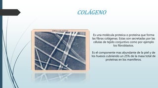 COLÁGENO 
Es una molécula proteica o proteína que forma 
las fibras colágenas. Estas son secretadas por las 
células de tejido conjuntivo como por ejemplo 
los fibroblastos. 
Es el componente mas abundante de la piel y de 
los huesos cubriendo un 25% de la masa total de 
proteínas en los mamíferos. 
 