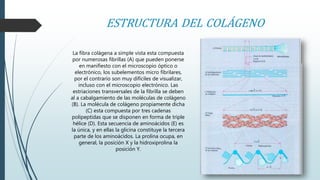 ESTRUCTURA DEL COLÁGENO 
La fibra colágena a simple vista esta compuesta 
por numerosas fibrillas (A) que pueden ponerse 
en manifiesto con el microscopio óptico o 
electrónico, los subelementos micro fibrilares, 
por el contrario son muy difíciles de visualizar, 
incluso con el microscopio electrónico. Las 
estriaciones transversales de la fibrilla se deben 
al a cabalgamiento de las moléculas de colágeno 
(B). La molécula de colágeno propiamente dicha 
(C) esta compuesta por tres cadenas 
polipeptidas que se disponen en forma de triple 
hélice (D). Esta secuencia de aminoácidos (E) es 
la única, y en ellas la glicina constituye la tercera 
parte de los aminoácidos. La prolina ocupa, en 
general, la posición X y la hidroxiprolina la 
posición Y. 
 