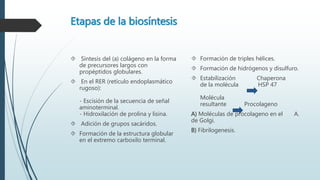 Etapas de la biosíntesis 
 Síntesis del (a) colágeno en la forma 
de precursores largos con 
propéptidos globulares. 
 En el RER (retículo endoplasmático 
rugoso): 
- Escisión de la secuencia de señal 
aminoterminal. 
- Hidroxilación de prolina y lisina. 
 Adición de grupos sacáridos. 
 Formación de la estructura globular 
en el extremo carboxilo terminal. 
 Formación de triples hélices. 
 Formación de hidrógenos y disulfuro. 
 Estabilización Chaperona 
de la molécula HSP 47 
Molécula 
resultante Procolageno 
A) Moléculas de procolageno en el A. 
de Golgi. 
B) Fibrilogenesis. 
 